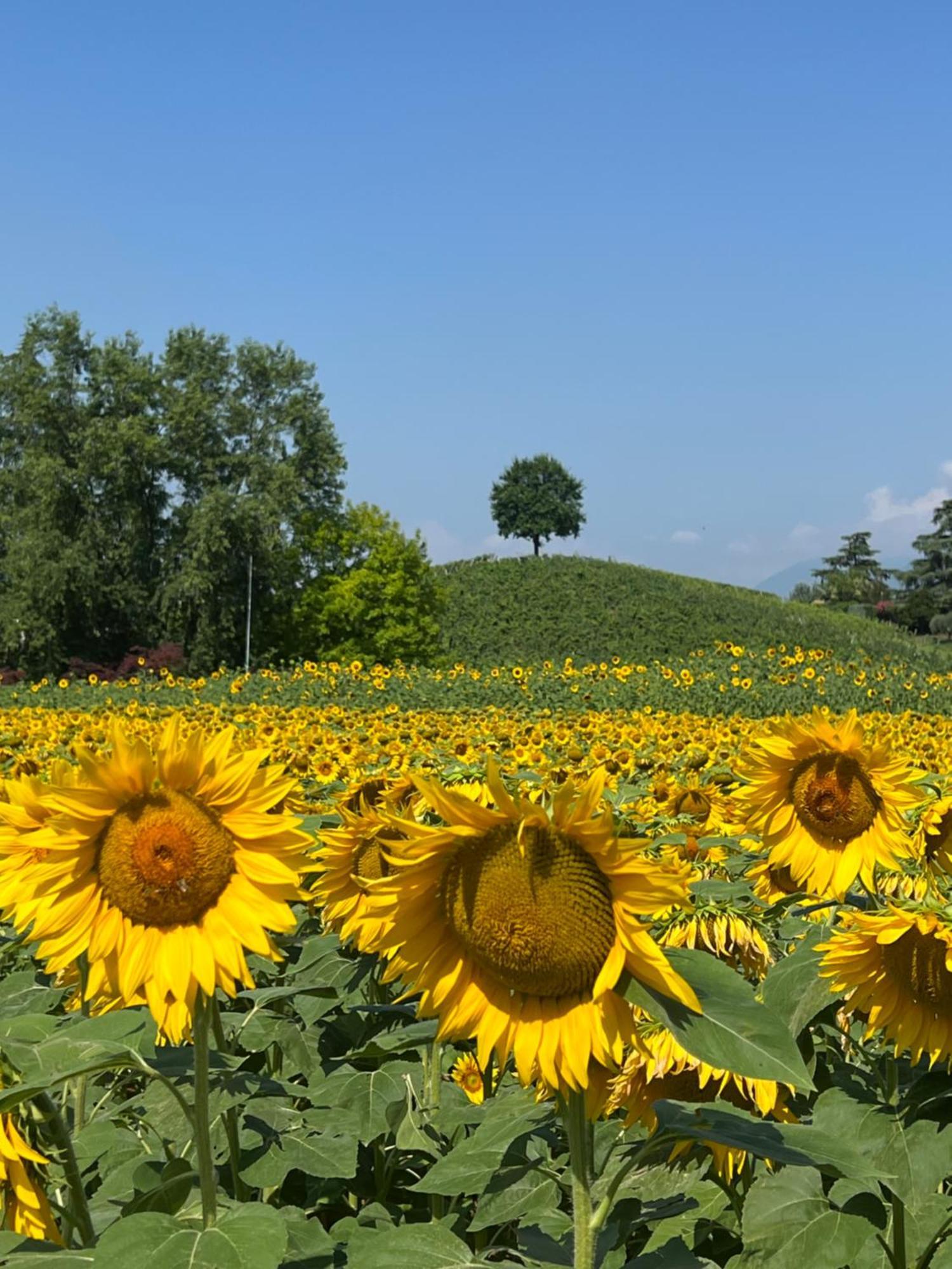 Borghetto San Biagio Relais Agriturismo Bed & Breakfast Thiene Exterior photo